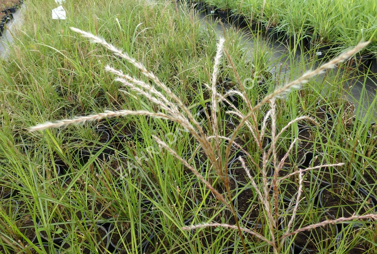 Ozdobnice čínská 'Fontane' - Miscanthus sinensis 'Fontane'