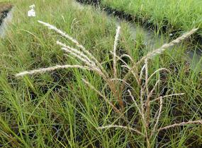 Ozdobnice čínská 'Fontane' - Miscanthus sinensis 'Fontane'