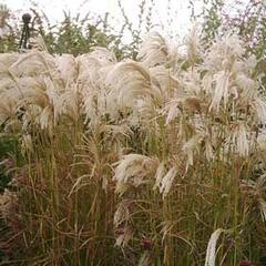 Ozdobnice čínská 'Kaskade' - Miscanthus sinensis 'Kaskade'