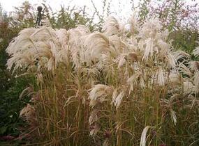Ozdobnice čínská 'Kaskade' - Miscanthus sinensis 'Kaskade'
