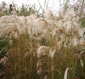 Ozdobnice čínská 'Kaskade' - Miscanthus sinensis 'Kaskade'