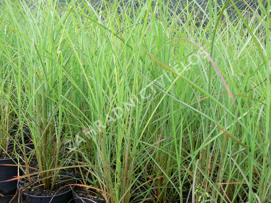 Ozdobnice čínská 'Kaskade' - Miscanthus sinensis 'Kaskade'