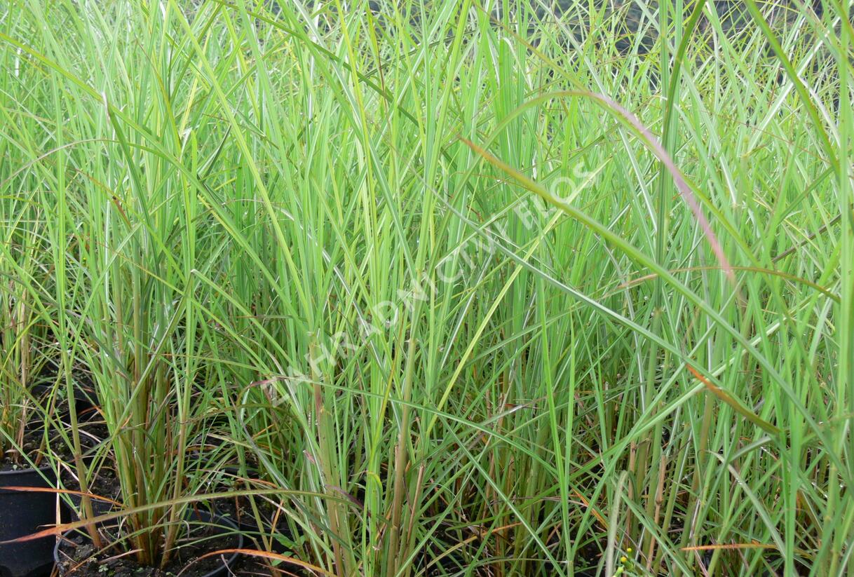 Ozdobnice čínská 'Kaskade' - Miscanthus sinensis 'Kaskade'