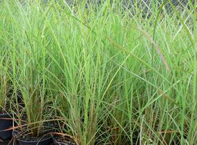 Ozdobnice čínská 'Kaskade' - Miscanthus sinensis 'Kaskade'