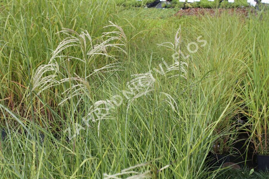 Ozdobnice čínská 'Kaskade' - Miscanthus sinensis 'Kaskade'