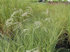 Ozdobnice čínská 'Kaskade' - Miscanthus sinensis 'Kaskade'
