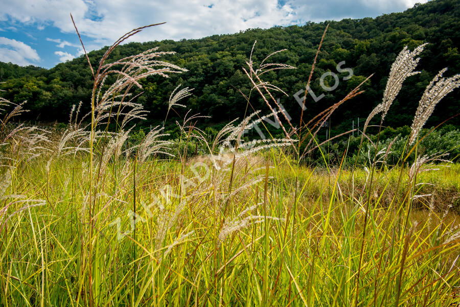 Ozdobnice čínská 'Kaskade' - Miscanthus sinensis 'Kaskade'