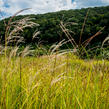 Ozdobnice čínská 'Kaskade' - Miscanthus sinensis 'Kaskade'