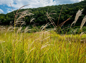 Ozdobnice čínská 'Kaskade' - Miscanthus sinensis 'Kaskade'