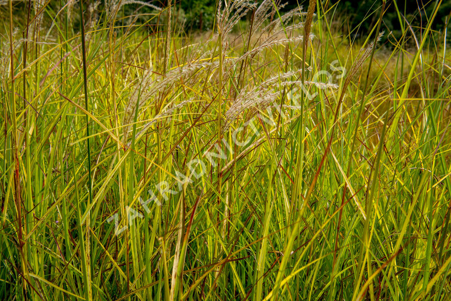 Ozdobnice čínská 'Kaskade' - Miscanthus sinensis 'Kaskade'