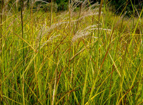 Ozdobnice čínská 'Kaskade' - Miscanthus sinensis 'Kaskade'