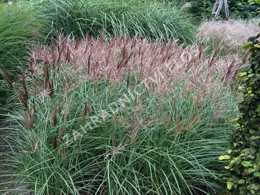 Ozdobnice čínská 'Red Chief' - Miscanthus sinensis 'Red Chief'