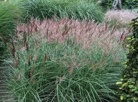 Ozdobnice čínská 'Red Chief' - Miscanthus sinensis 'Red Chief'