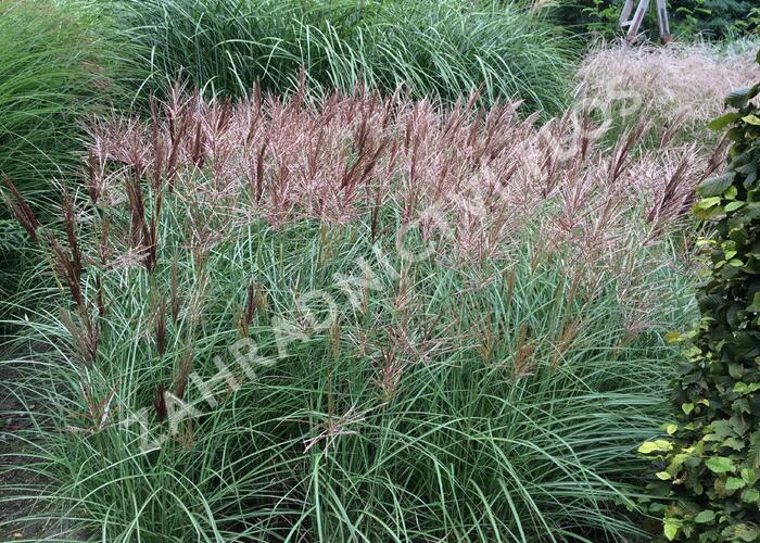 Ozdobnice čínská 'Red Chief' - Miscanthus sinensis 'Red Chief'