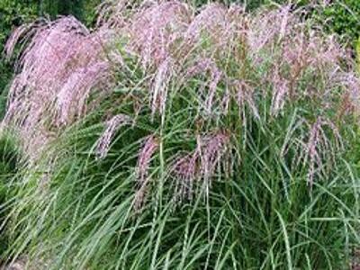 Ozdobnice čínská 'Flamingo' - Miscanthus sinensis 'Flamingo'