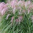 Ozdobnice čínská 'Flamingo' - Miscanthus sinensis 'Flamingo'