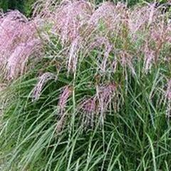 Ozdobnice čínská 'Flamingo' - Miscanthus sinensis 'Flamingo'