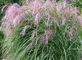 Ozdobnice čínská 'Flamingo' - Miscanthus sinensis 'Flamingo'