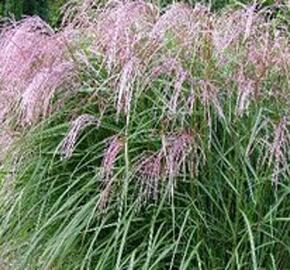 Ozdobnice čínská 'Flamingo' - Miscanthus sinensis 'Flamingo'