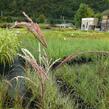 Ozdobnice čínská 'Flamingo' - Miscanthus sinensis 'Flamingo'