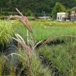 Ozdobnice čínská 'Flamingo' - Miscanthus sinensis 'Flamingo'