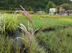 Ozdobnice čínská 'Flamingo' - Miscanthus sinensis 'Flamingo'