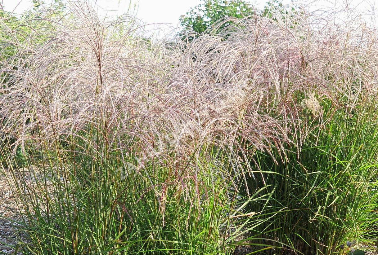 Ozdobnice čínská 'Flamingo' - Miscanthus sinensis 'Flamingo'