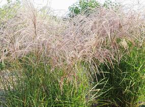 Ozdobnice čínská 'Flamingo' - Miscanthus sinensis 'Flamingo'