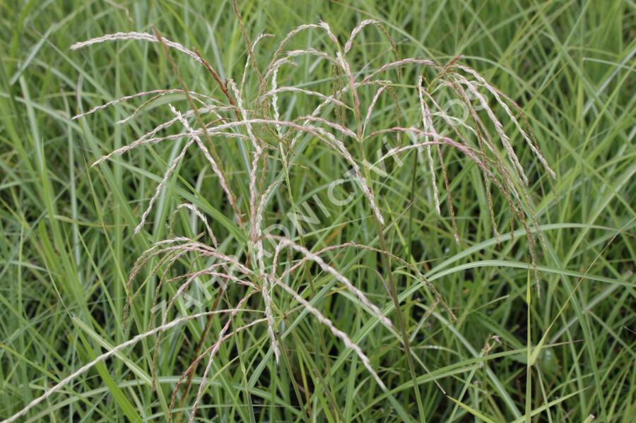 Ozdobnice čínská 'Flamingo' - Miscanthus sinensis 'Flamingo'