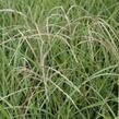Ozdobnice čínská 'Flamingo' - Miscanthus sinensis 'Flamingo'