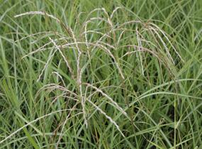 Ozdobnice čínská 'Flamingo' - Miscanthus sinensis 'Flamingo'