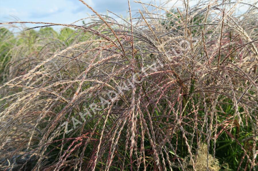 Ozdobnice čínská 'Flamingo' - Miscanthus sinensis 'Flamingo'