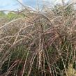 Ozdobnice čínská 'Flamingo' - Miscanthus sinensis 'Flamingo'