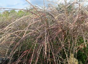 Ozdobnice čínská 'Flamingo' - Miscanthus sinensis 'Flamingo'