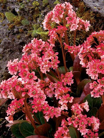 Bergénie srdčitá 'Pink Dragonfly' - Bergenia 'Pink Dragonfly'