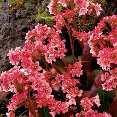 Bergénie srdčitá 'Pink Dragonfly' - Bergenia 'Pink Dragonfly'