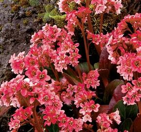 Bergénie srdčitá 'Pink Dragonfly' - Bergenia 'Pink Dragonfly'