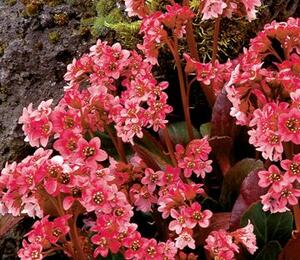 Bergénie srdčitá 'Pink Dragonfly' - Bergenia 'Pink Dragonfly'