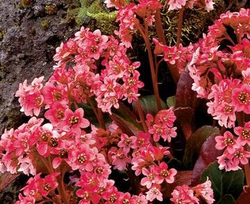 Bergénie srdčitá 'Pink Dragonfly'