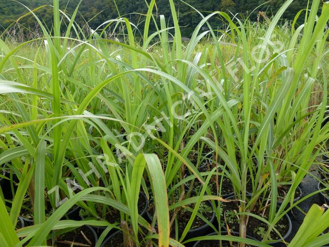 Ozdobnice čínská 'Central Park' - Miscanthus sinensis 'Central Park'