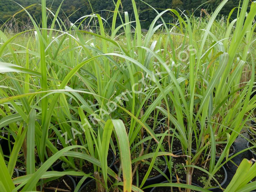 Ozdobnice čínská 'Central Park' - Miscanthus sinensis 'Central Park'