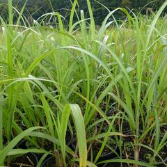 Ozdobnice čínská 'Central Park' - Miscanthus sinensis 'Central Park'