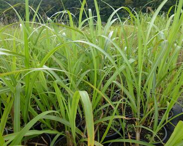 Ozdobnice čínská 'Central Park'