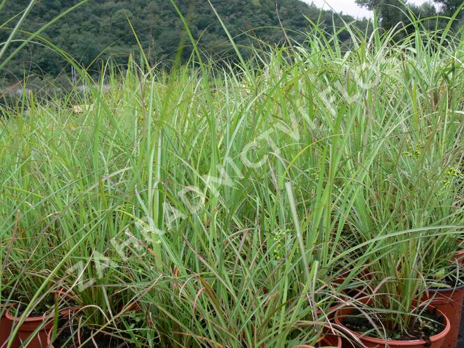 Ozdobnice čínská 'Blütenwunder' - Miscanthus sinensis 'Blütenwunder'