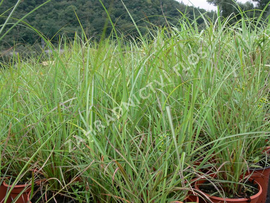 Ozdobnice čínská 'Blütenwunder' - Miscanthus sinensis 'Blütenwunder'