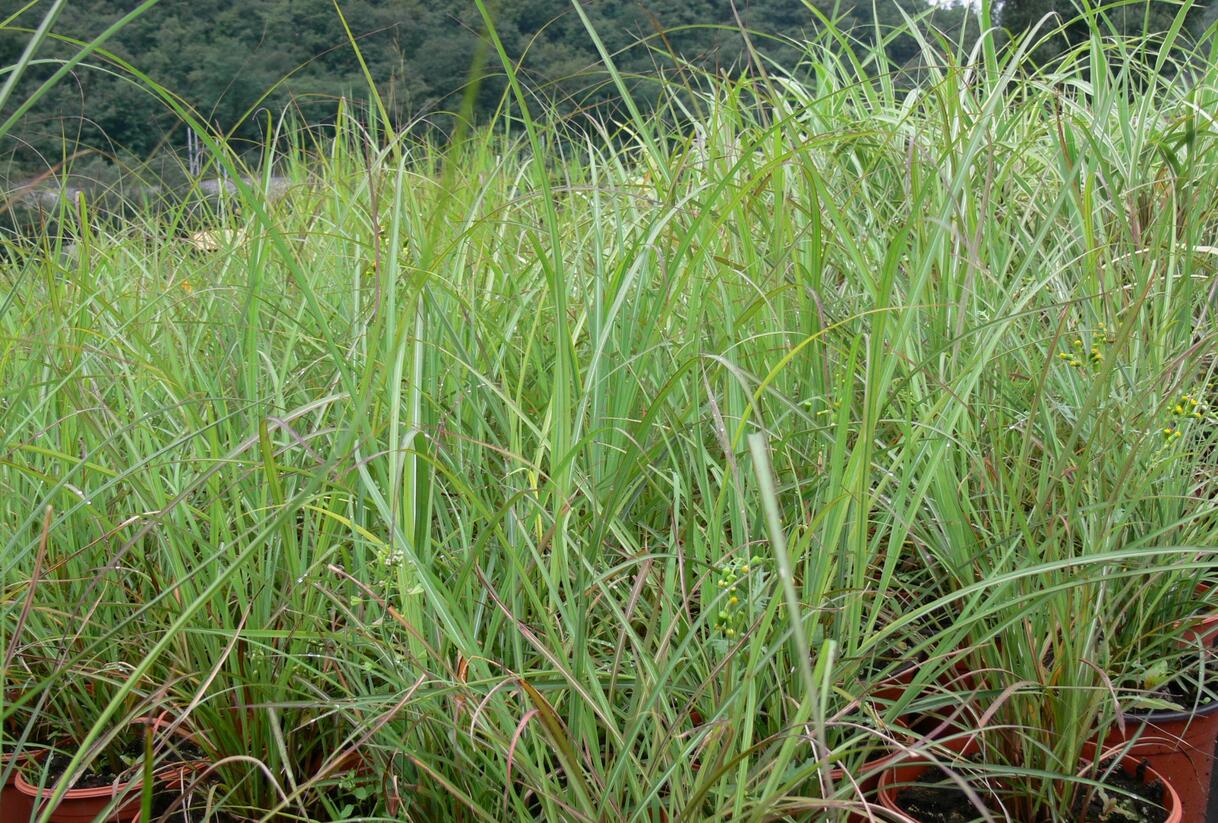 Ozdobnice čínská 'Blütenwunder' - Miscanthus sinensis 'Blütenwunder'