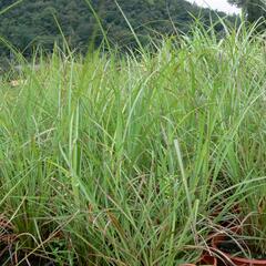 Ozdobnice čínská 'Blütenwunder' - Miscanthus sinensis 'Blütenwunder'