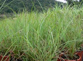 Ozdobnice čínská 'Blütenwunder' - Miscanthus sinensis 'Blütenwunder'
