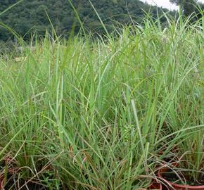 Ozdobnice čínská 'Blütenwunder' - Miscanthus sinensis 'Blütenwunder'
