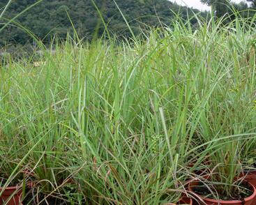 Ozdobnice čínská 'Blütenwunder'